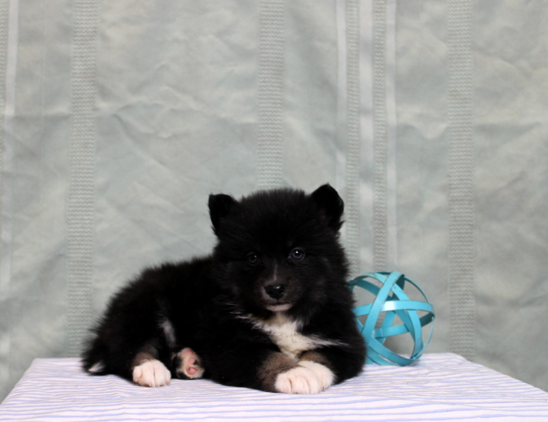 puppy, for, sale, Pomsky, Matthew B. Stoltzfus, dog, breeder, Gap, PA, dog-breeder, puppy-for-sale, forsale, nearby, find, puppyfind, locator, puppylocator, aca